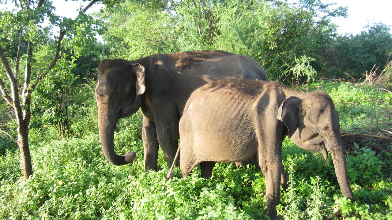 Ranith Villa Tangalle Esterno foto